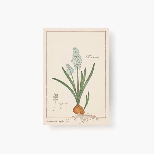 Card - Grape hyacinth